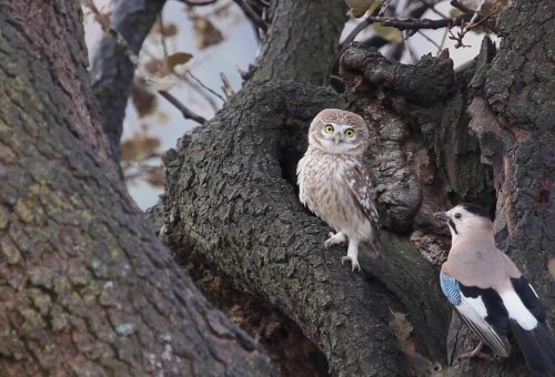 Song of the little owl